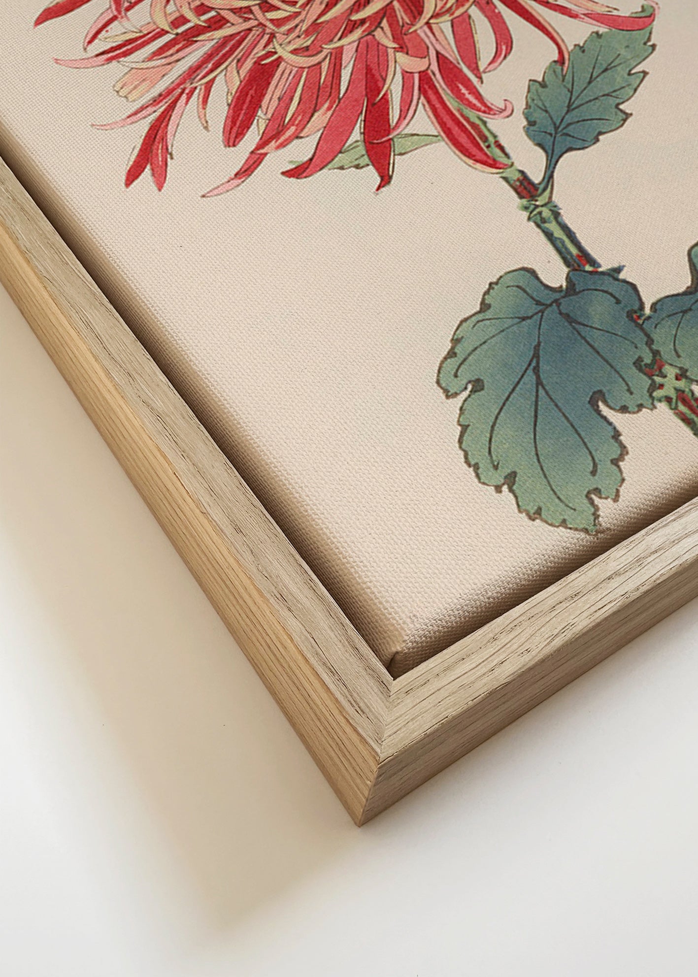 Botanical print red chrysanthemum detailed