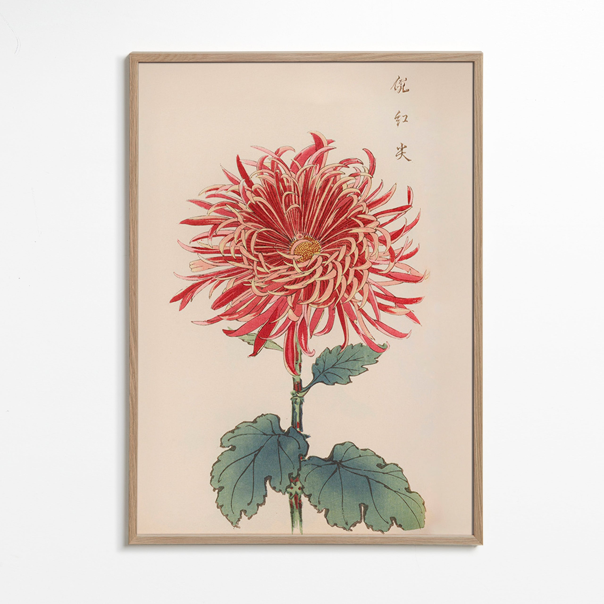 Botanical print red chrysanthemum detailed