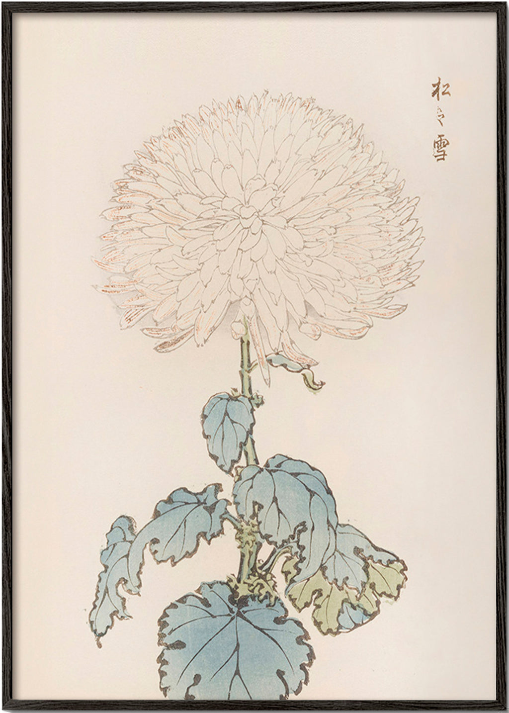 Botanical print: Japanese chrysanthemum study