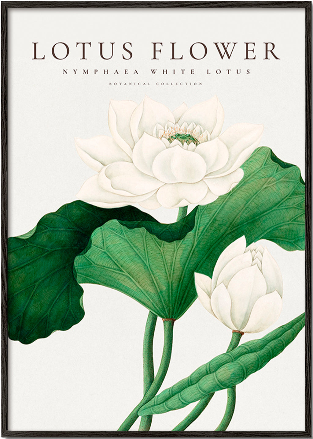 Botanical print White Lotus study