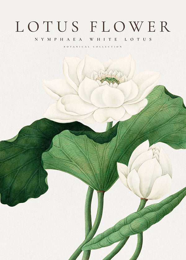 Botanical print White Lotus study