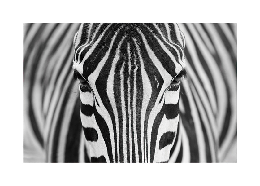 Cuadro cebra en primer plano