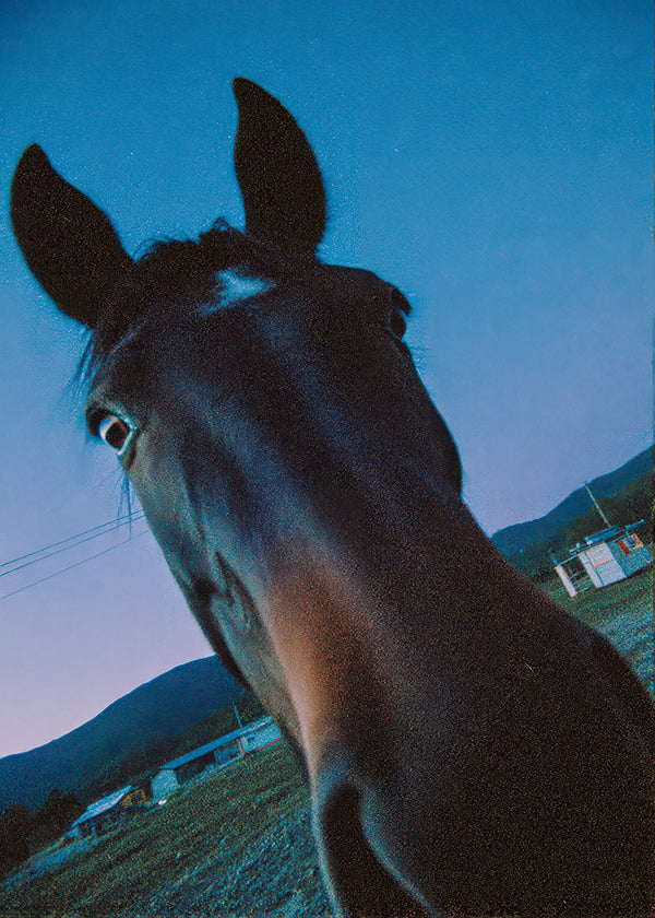 Artwork horse close-up at dusk