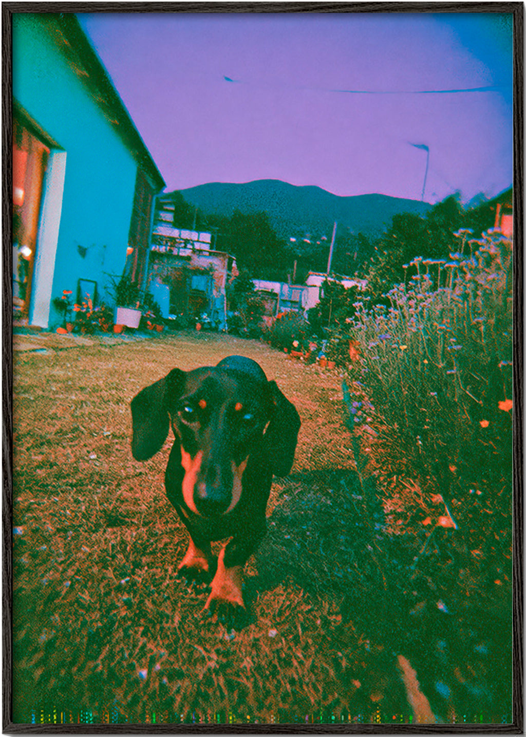 Dog at dusk photograph