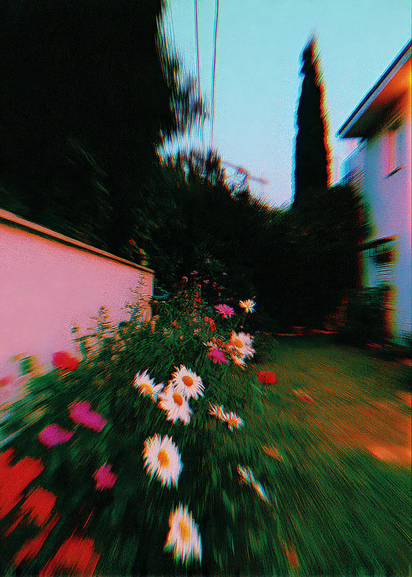 Botanical print: blurred garden with daisies