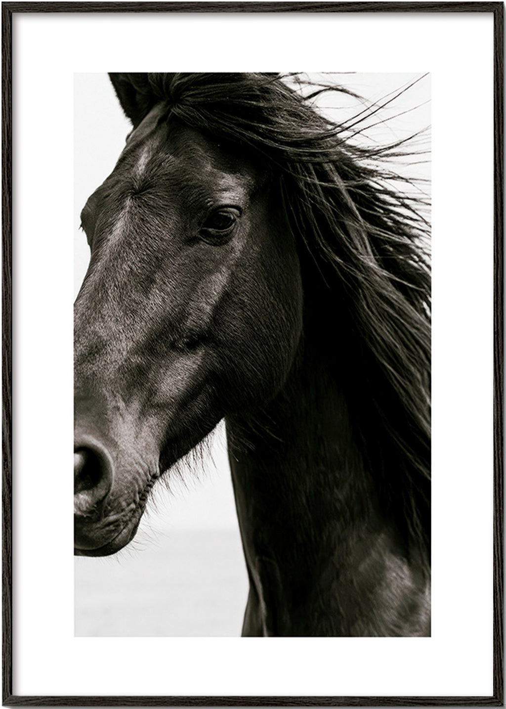 Horse portrait photograph