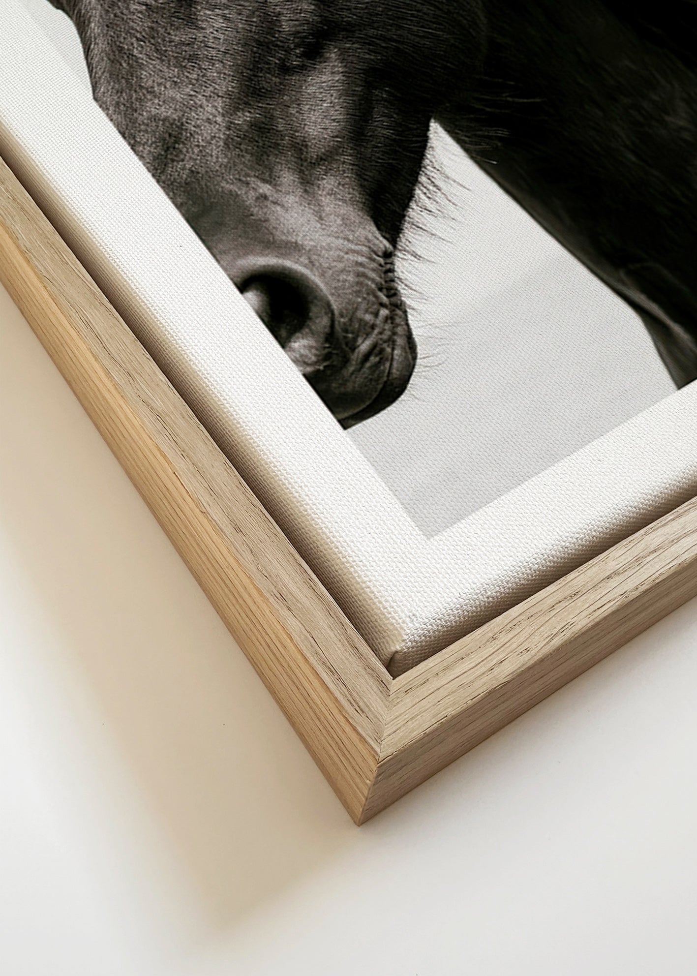 Horse portrait photograph