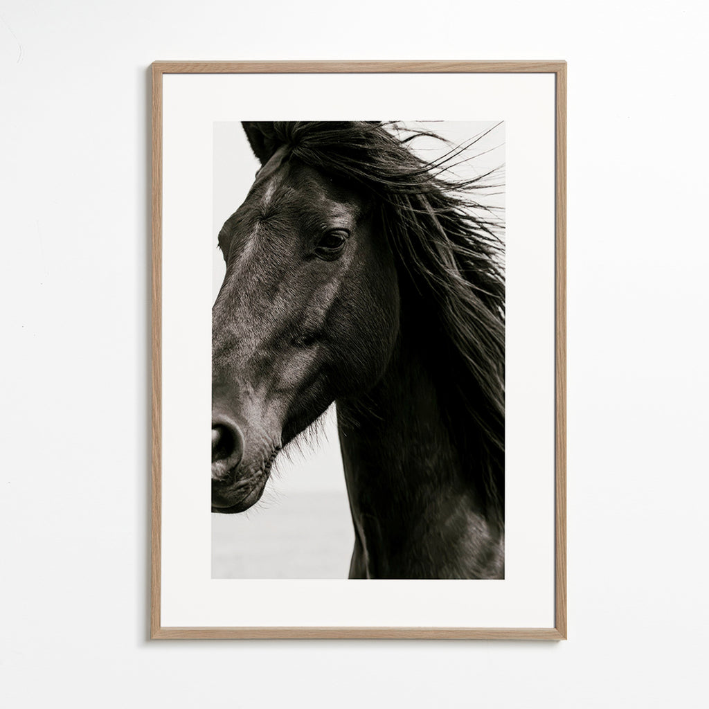 Horse portrait photograph