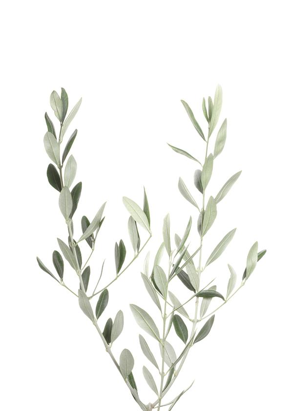 Olive Branch