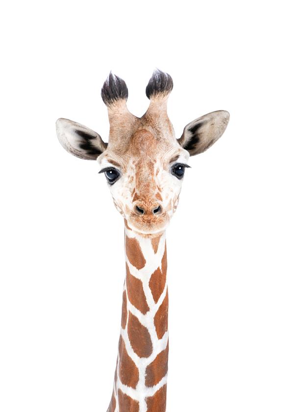 Baby Giraffe