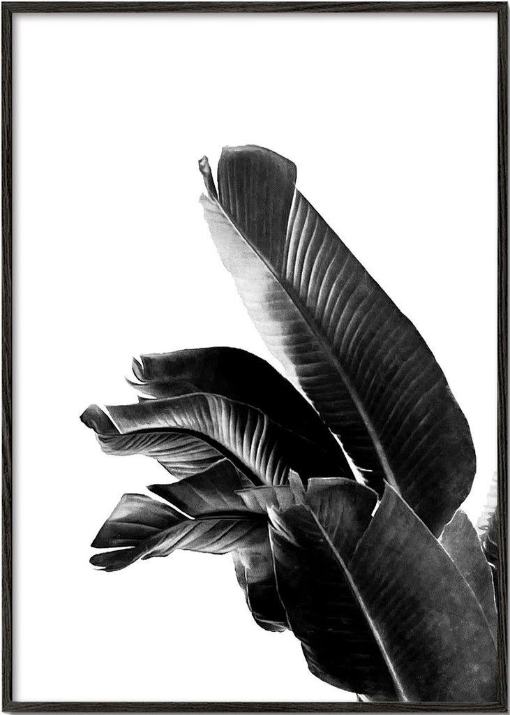 Bird of Paradise Plant Black and White 01