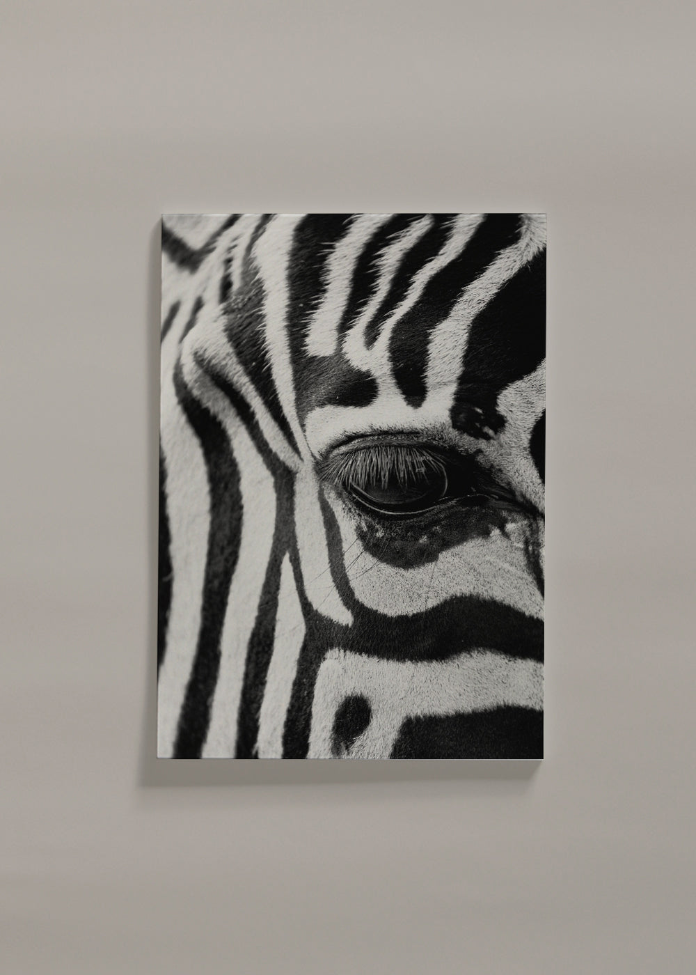 Zebra focus